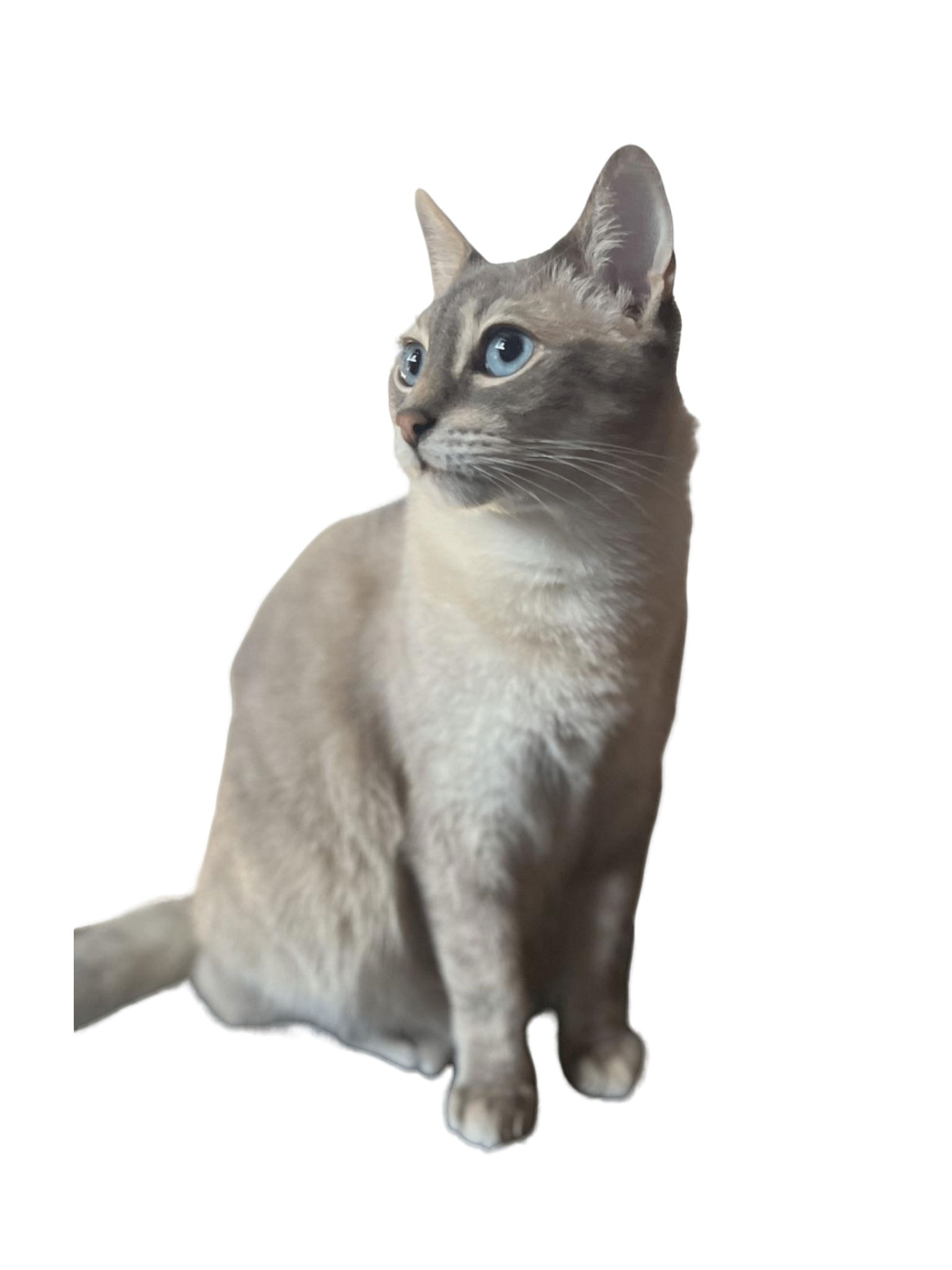 Kot Bogdan